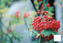 画像をギャラリービューアに読み込む, Canonet QL17【完動品】