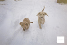 画像をギャラリービューアに読み込む, 写ルンです800 27枚撮り Newエース カラーフィルムカメラ【期限切れ】【実写済み❗️】