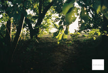 画像をギャラリービューアに読み込む, Konica SIII【完動品】【実写済み❗️】