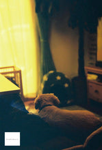 画像をギャラリービューアに読み込む, Redscale XR ASA(ISO) 50–200(35mmフィルム) カラーネガフィルム 36枚撮り 1本売り【期限内】