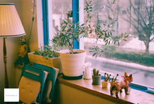 画像をギャラリービューアに読み込む, Dollar General 200(35mmフィルム) カラーネガフィルム 27枚撮り 期限切れ 1本売り