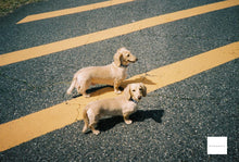 画像をギャラリービューアに読み込む, Minolta MAC-TELE60【完動品】【美品❗️】