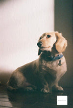 画像をギャラリービューアに読み込む, FUJIFILM NATURA NS ナチュラブラウン🍪【完動品】【実写済み❗️】