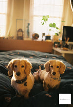 画像をギャラリービューアに読み込む, Konica SIII【完動品】【実写済み❗️】