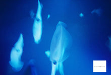 画像をギャラリービューアに読み込む, LOMO LC-A+【完動品】【実写済み❗️】【美品❗️】フルセット✨