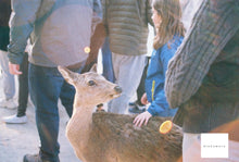 画像をギャラリービューアに読み込む, CONTAX Makro-Planar マクロ プラナー 60mmF2.8AEJ【完動品】【実写済み❗️】Aria、167MTなどに!