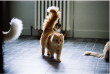 画像をギャラリービューアに読み込む, Unclefilm ASA(ISO)250 35mmカラーフィルム 36枚撮り ECN-2現像【海外フィルム✈️】