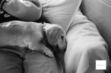 Load image into Gallery viewer, CatLABS XFILM320 35mm monochrome film 36 shots