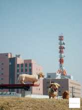 画像をギャラリービューアに読み込む, SONY Super Steady Shot DSC-W80【完動品】【実写済み❗️】▪️オールドコンデジ▪️デジタルカメラ