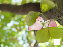 画像をギャラリービューアに読み込む, FUJIFILM X20【完動品】【実写済み❗️】状態◎ 付属品付き❗️