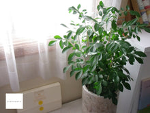 画像をギャラリービューアに読み込む, FUJIFILM FINEPIX J250【完動品】【美品❗️】▪️オールドコンデジ▪️デジタルカメラ