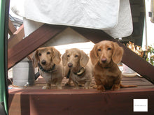 画像をギャラリービューアに読み込む, Nikon COOLPIX2500【完動品】