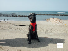 画像をギャラリービューアに読み込む, Nikon COOLPIX2500【完動品】