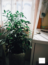 画像をギャラリービューアに読み込む, Nikon COOLPIX S1【完動品】【実写済み❗️】▪️オールドコンデジ▪️デジタルカメラ