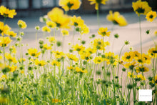 画像をギャラリービューアに読み込む, FUJICA COMPACT D【完動品】