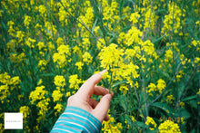 画像をギャラリービューアに読み込む, Konica Big Mini BM-301 状態◎【完動品】【実写済み❗️】