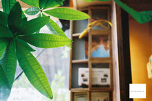 画像をギャラリービューアに読み込む, Canon Autoboy Mini T【完動品】【実写済み❗️】