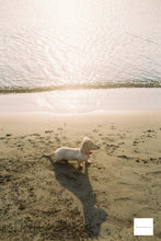 画像をギャラリービューアに読み込む, Nikon Zoom 310AF【完動品】