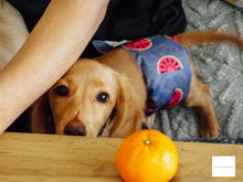 画像をギャラリービューアに読み込む, PENTAX DEGITAL l-10【完動品】【実写済み❗️】