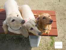 画像をギャラリービューアに読み込む, PENTAX Optio W60【完動品】【実写済み!】▪️オールドコンデジ▪️デジタルカメラ