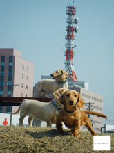 画像をギャラリービューアに読み込む, PENTAX Optio W60【完動品】【実写済み!】▪️オールドコンデジ▪️デジタルカメラ