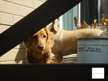 画像をギャラリービューアに読み込む, PENTAX Optio W60【完動品】【実写済み!】▪️オールドコンデジ▪️デジタルカメラ