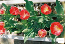 画像をギャラリービューアに読み込む, NARA5207 ASA(ISO)250 (35mmカラーフィルム) 36枚撮り ECN-2現像【海外フィルム✈️】