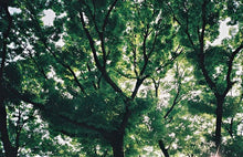 画像をギャラリービューアに読み込む, Nikon TW Zoom85【美品】【完動品】