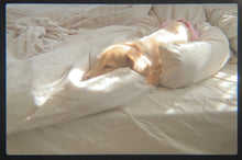 画像をギャラリービューアに読み込む, Canon AE-1PROGRAM(BK)【完動品】