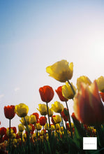 画像をギャラリービューアに読み込む, OLYMPUS OZ120ZOOM(BK)【完動品】