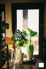 画像をギャラリービューアに読み込む, Canon Autoboy Luna XL【完動品】【美品❗️】