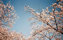 画像をギャラリービューアに読み込む, FUJI CARDIA HITE DATE【完動品】