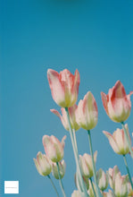 画像をギャラリービューアに読み込む, 500T ASA(ISO)500 35mmカラーフィルム 36枚撮り ECN-2現像【海外フィルム✈️】