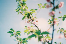 画像をギャラリービューアに読み込む, 【完動品】PENTAX SP(BK)