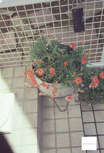 画像をギャラリービューアに読み込む, 500T ASA(ISO)500 35mmカラーフィルム 36枚撮り ECN-2現像【海外フィルム✈️】