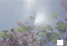 画像をギャラリービューアに読み込む, 500T ASA(ISO)500 35mmカラーフィルム 36枚撮り ECN-2現像【海外フィルム✈️】