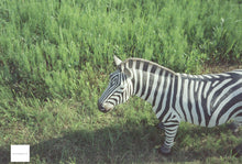 画像をギャラリービューアに読み込む, 500T ASA(ISO)500 35mmカラーフィルム 36枚撮り ECN-2現像【海外フィルム✈️】