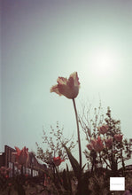 画像をギャラリービューアに読み込む, 500T ASA(ISO)500 35mmカラーフィルム 36枚撮り ECN-2現像【海外フィルム✈️】