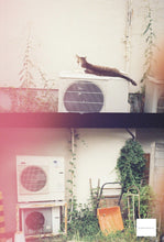 画像をギャラリービューアに読み込む, KONO! Original Mirage100-400(35mmフィルム) カラーネガフィルム 36枚撮り【海外フィルム✈️】1本売り