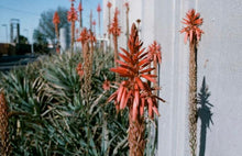 画像をギャラリービューアに読み込む, WOLFEN COLOR NC500 35mmカラーネガフィルム 36枚撮り 【海外フィルム✈️】