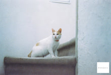 Load image into Gallery viewer, SFL Cinema 250D (35mm film) Color negative film 36 shots