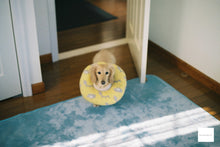 画像をギャラリービューアに読み込む, Canon Autoboy S【完動品】