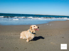 画像をギャラリービューアに読み込む, Canon IXY30s【完動品】【美品❗️】フルセット▪️オールドコンデジ▪️デジタルカメラ