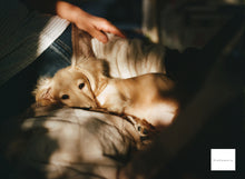 画像をギャラリービューアに読み込む, Carl Zeiss 135mmF2.8MMJ Y/Cマウント CONTAX S2やAria用❗️【完動品】