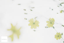 画像をギャラリービューアに読み込む, Canon EOS Kiss Lite【希少❗️】【完動品】