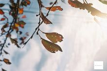 画像をギャラリービューアに読み込む, MINOLTA SRT101【完動品】