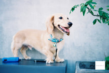 Load image into Gallery viewer, Solaris400 35mm color negative film 12 shots Expired