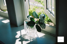 画像をギャラリービューアに読み込む, 【完動品】Minolta x-700 喫茶店のメロンクリームソーダ🍈