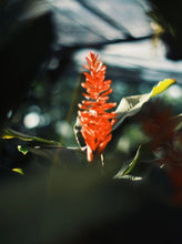 画像をギャラリービューアに読み込む, Minolta AF50mmF1.4【完動品】