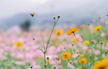 画像をギャラリービューアに読み込む, Minolta AF50mmF1.4【完動品】